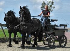 Friesians at home